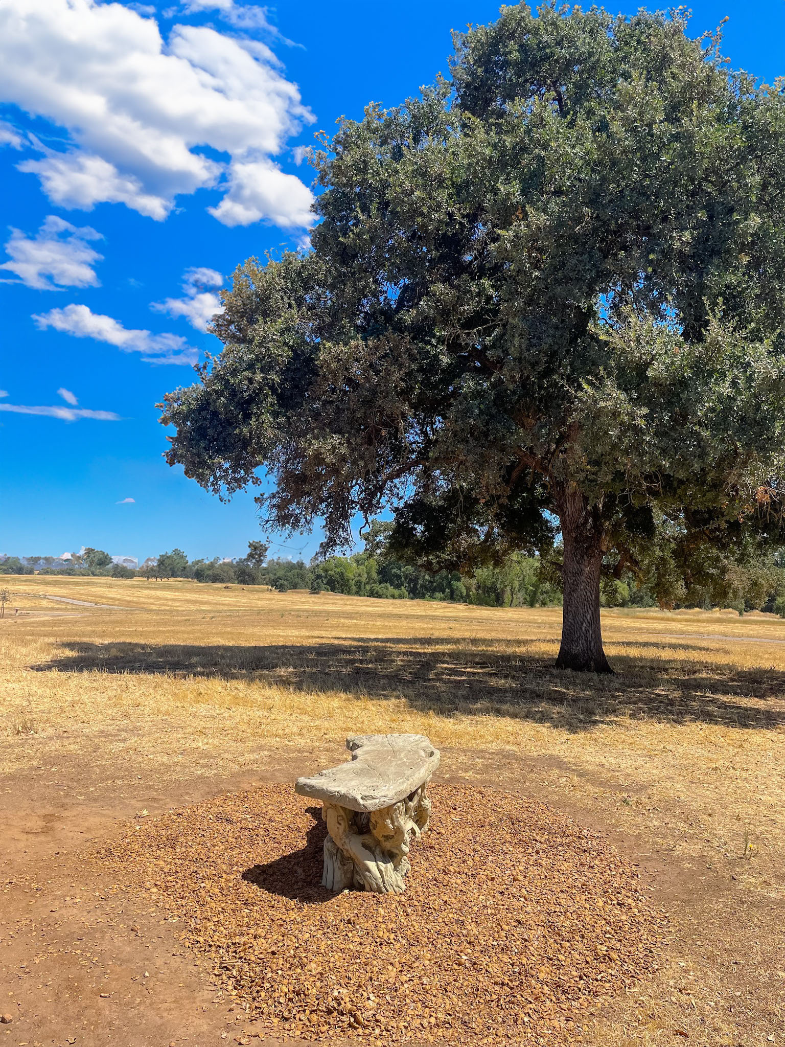 Large oak tree and stone bench in sunny field