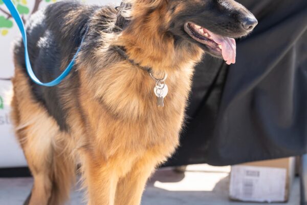 _A745267 German Shepherd dog standing outdoors on a sunny day