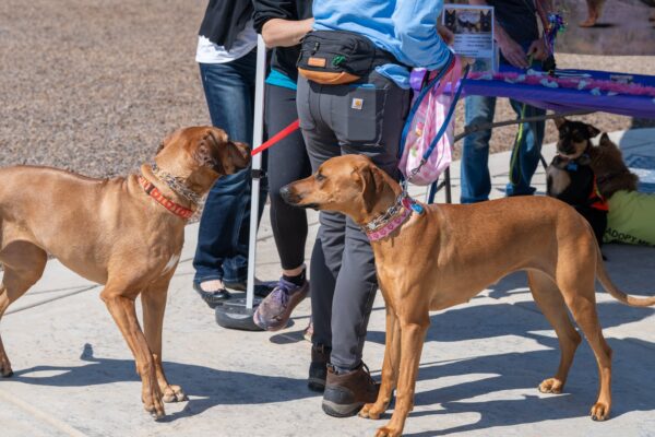 _A745271 Two dogs greeting at an outdoor adoption event
