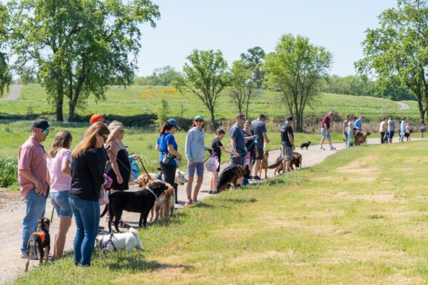 _A745296 People walking dogs in sunny park