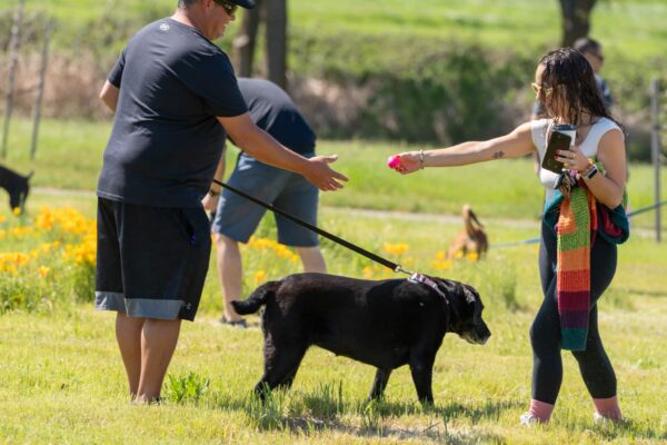 _A745325 People playing with dog in sunny park