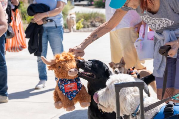 _A745359 Woman using puppet to interact with dogs at event