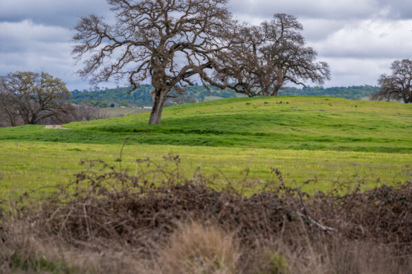 _A747923 Leafless tree on vibrant green hill under cloudy sky
