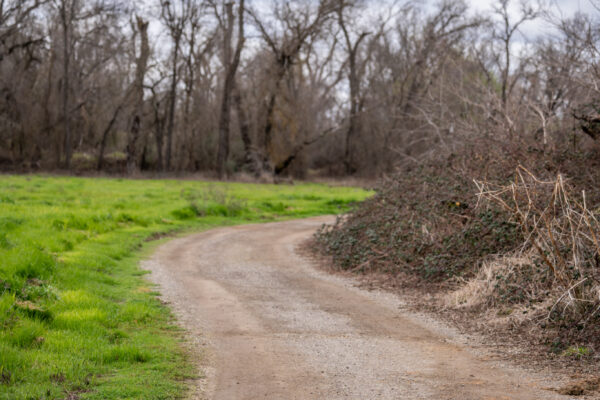 _A747924 Dirt road curving through barren winter forest