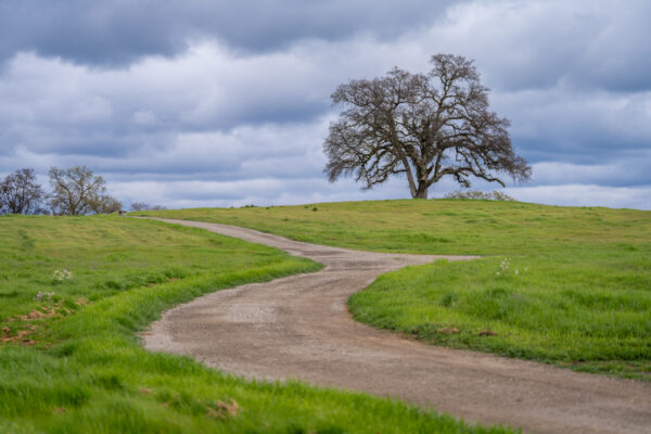 _A747927 Winding path leading to solitary tree on grassy hill