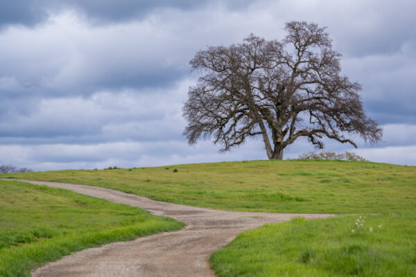 _A747928 Lone tree on hill with diverging paths below cloudy sky