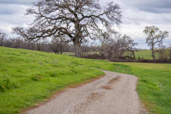 _A747930 Winding country road leading to large leafless oak tree