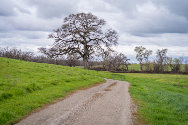 _A747931 Gravel path leading towards leafless oak tree in meadow