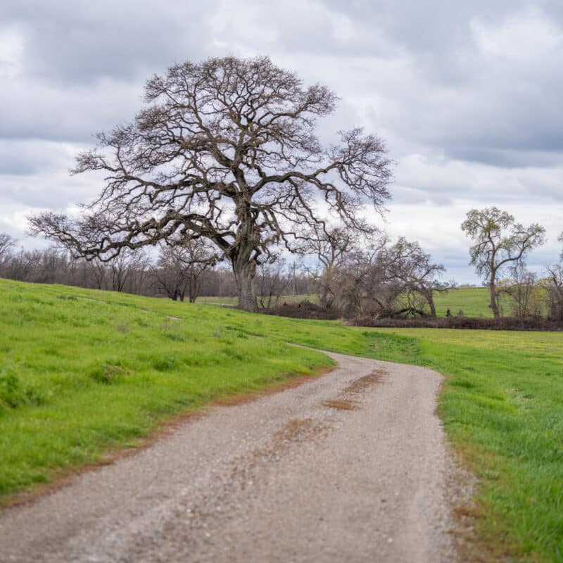 Gravel path leading towards leafless oak tree in meadow
