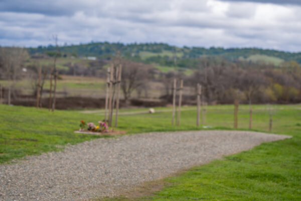 _A747932 Rustic wooden bench on gravel path overlooking green hills