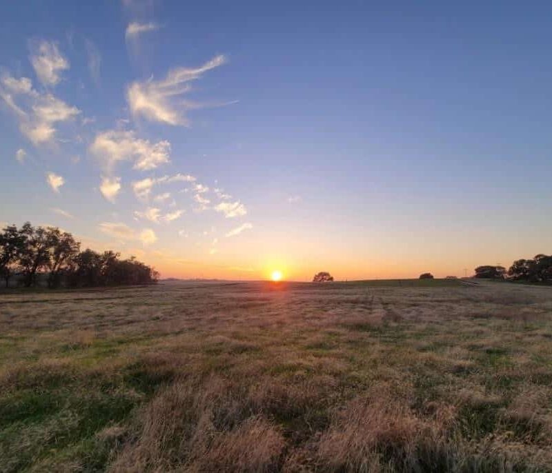 Sunset over golden field with scattered trees and clouds