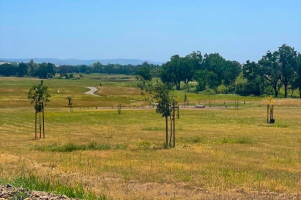 imgi_4_peace04-600x400