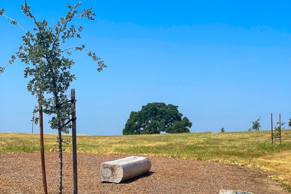 imgi_7_peace01-600x400