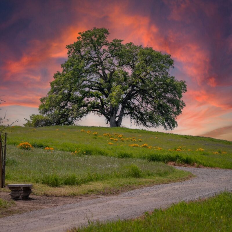 Morgan Oaks Eternal Preserve
