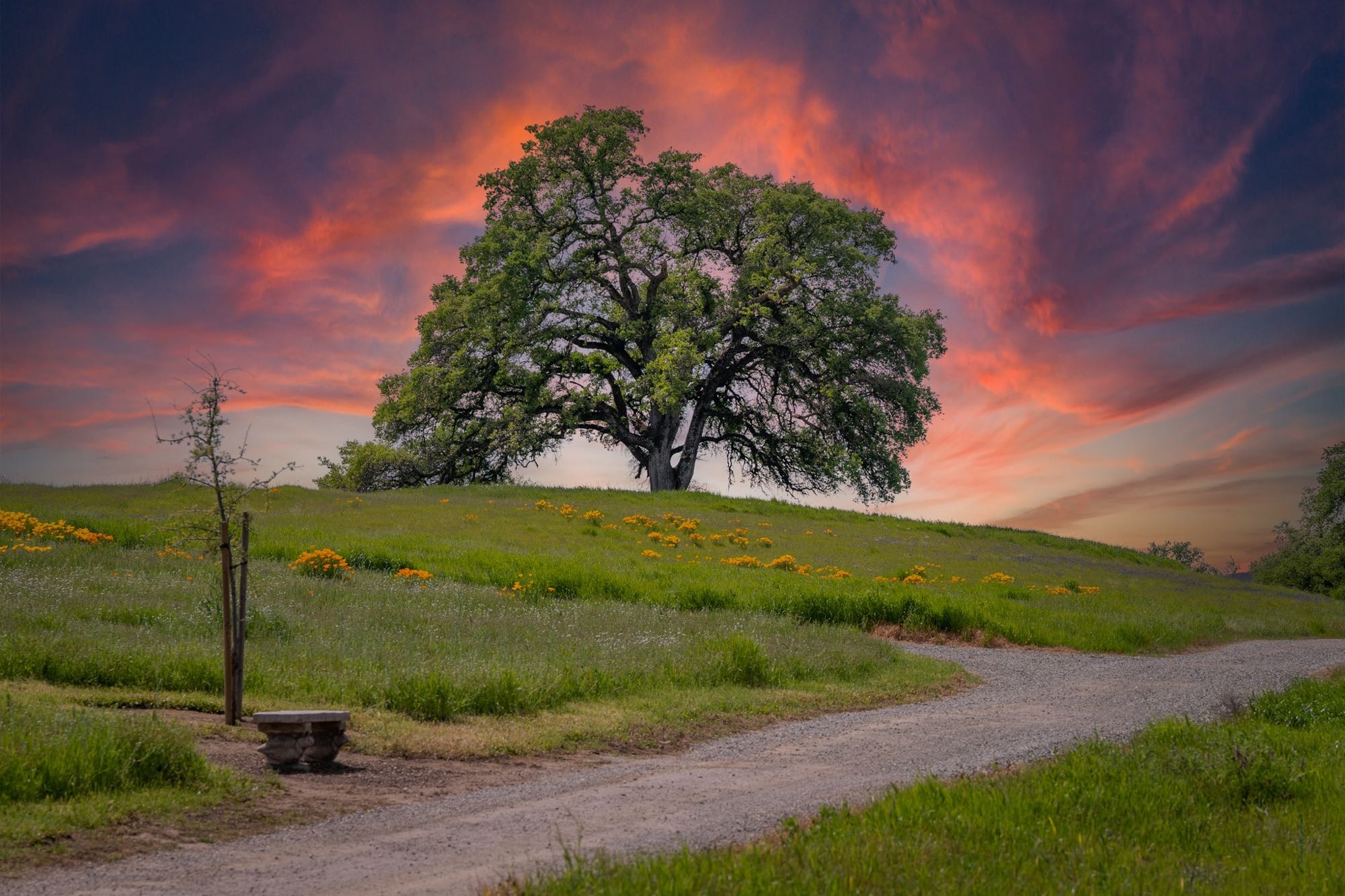Morgan Oaks Eternal Preserve