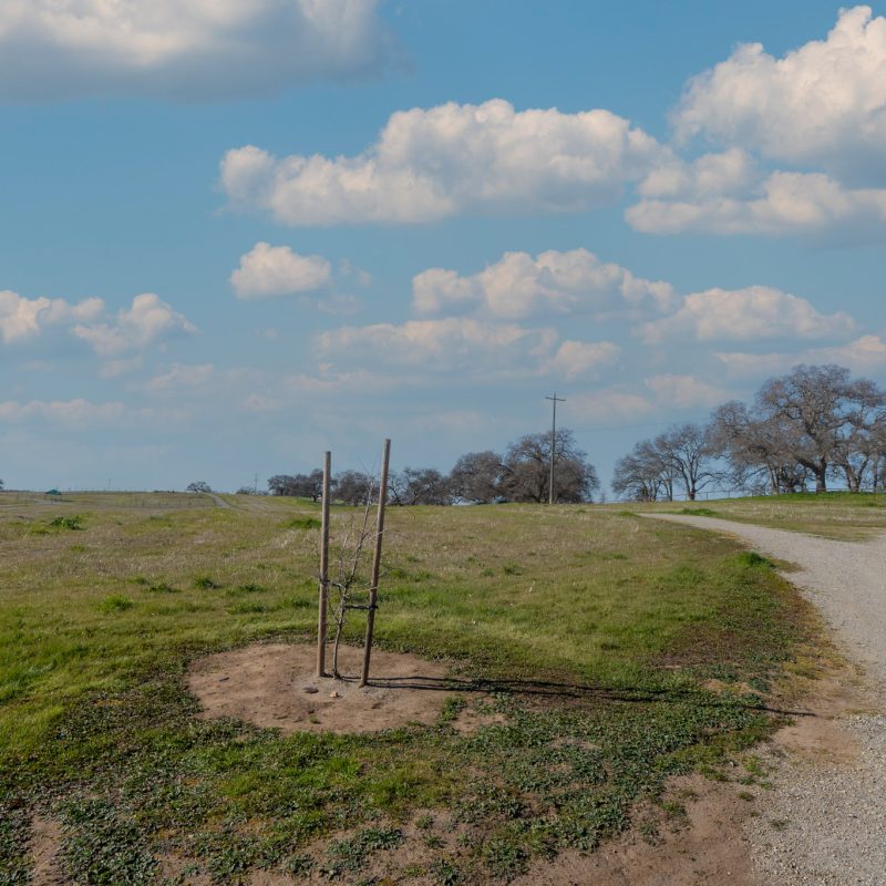 Green Burial and the Jewish Community